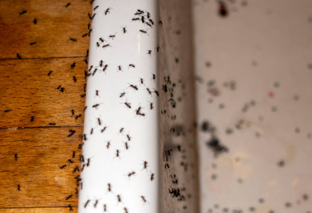 Best Residential Pest Control  in Palestine, TX
