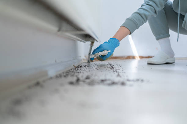 Wasp Removal Services in Palestine, TX